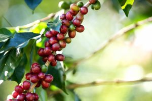 Coffee Tasting Kit 4 x 250 g